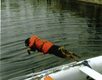 Dog Diving