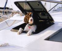 Dogs on Boats