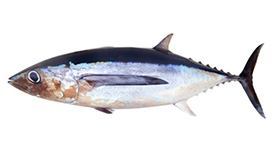 Albacore Tuna