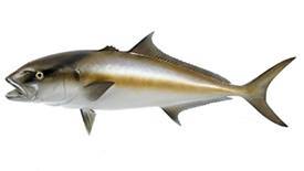 Amberjack fish