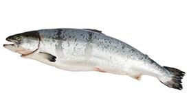 Atlantic Salmon