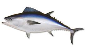 Bluefin Tuna