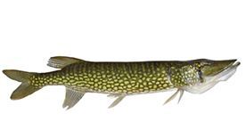 Chain Pickerel