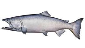 Chinook Salmon