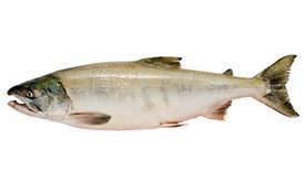 Chum Salmon