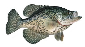 Crappie