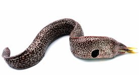 Eel