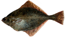 Flounder