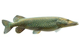 Muskellunge