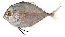 Pompano