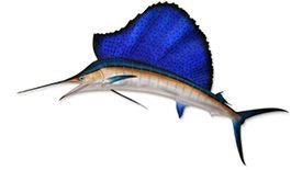 Sailfish