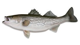 Striped Bass