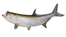 Tarpon