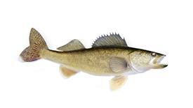 Walleye